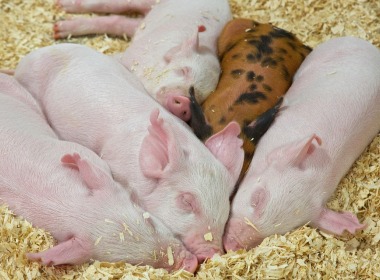 養豬人必(bì)看！仔豬斷奶應(ying)激原理、影響因(yīn)素及預防方法(fa)！