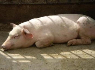 母豬産後厭(yan)食的防治