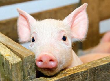 豬飼料選(xuǎn)擇要避開四大(dà)誤區